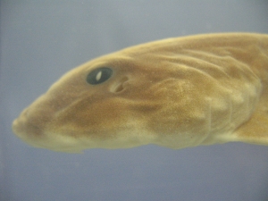 Foto Galerie/Orectolobiformes/Chiloscyllium punctatum/Chiloscyllium punctatum_04_S.jpg